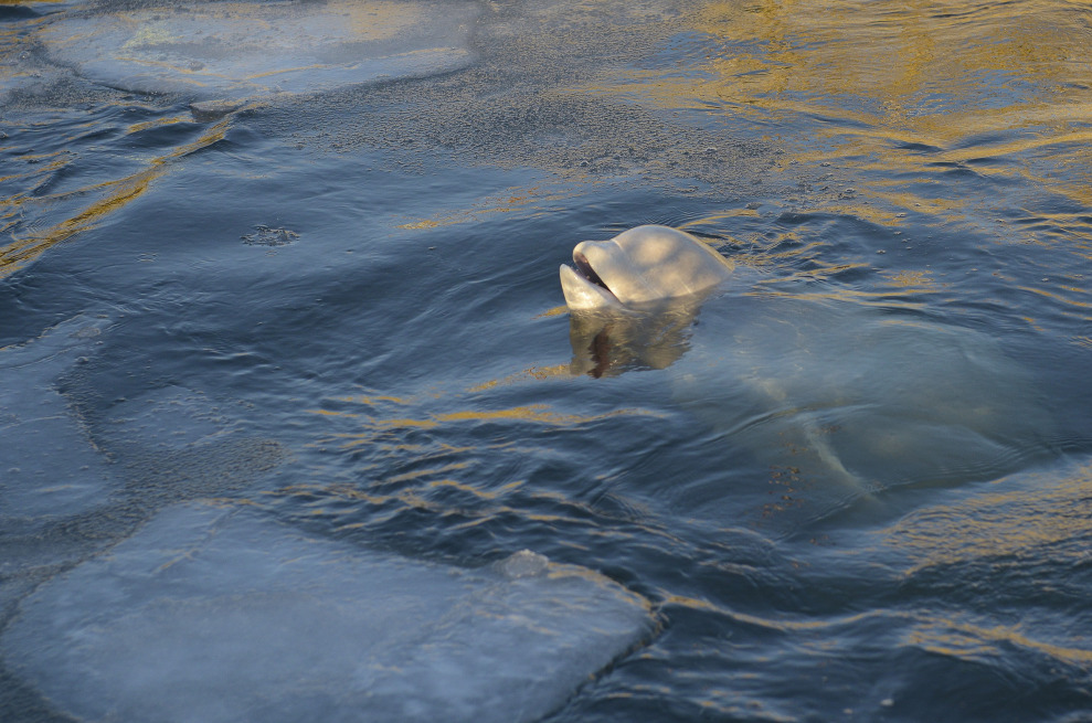 非法圈養鯨魚的箱網中，一頭白鯨從浮冰之間探頭而出。 Photo: Free Russian Whales