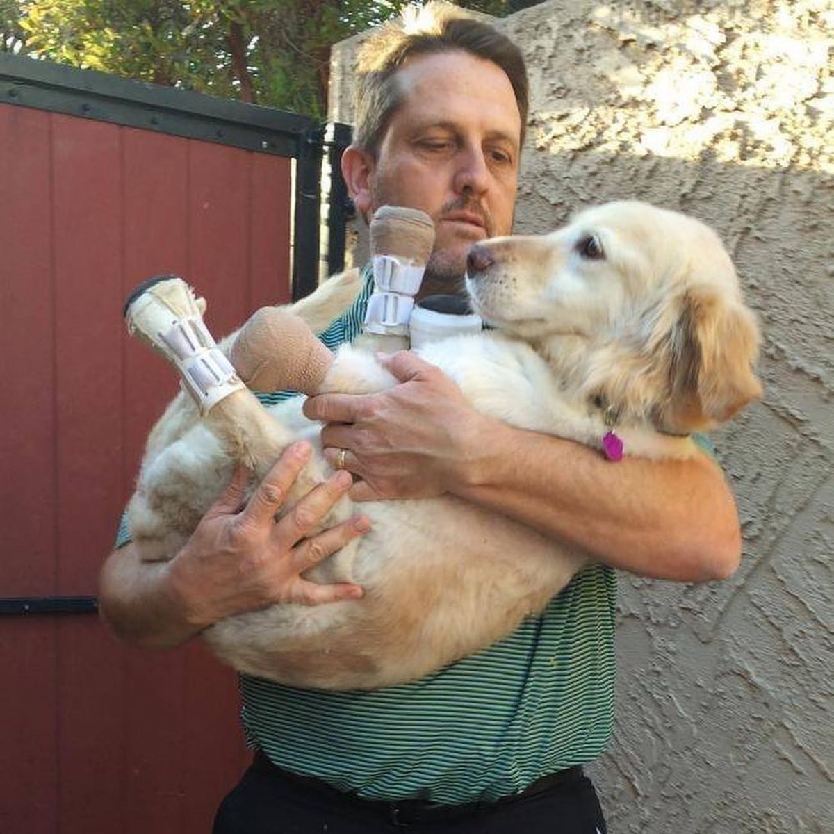 Chi Chi的四肢也駁上了 義肢。（Instagram@chichirescuedog）