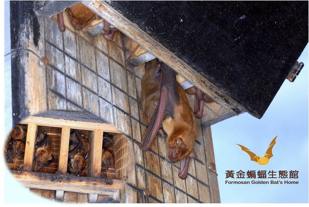 位於黃金蝙蝠生態館的這間蝙蝠屋內，曾經棲息過26隻高頭蝠。攝影：張恒嘉