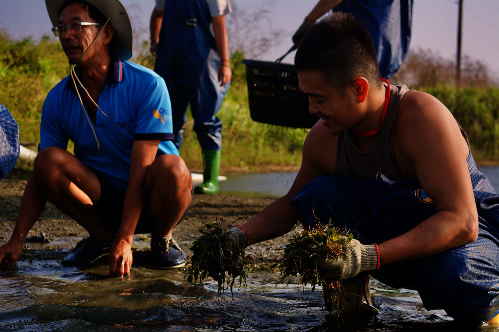 志工用手拔起過多生長的水草,再將其傾倒於岸邊土堤上。攝影:洪碩辰。
