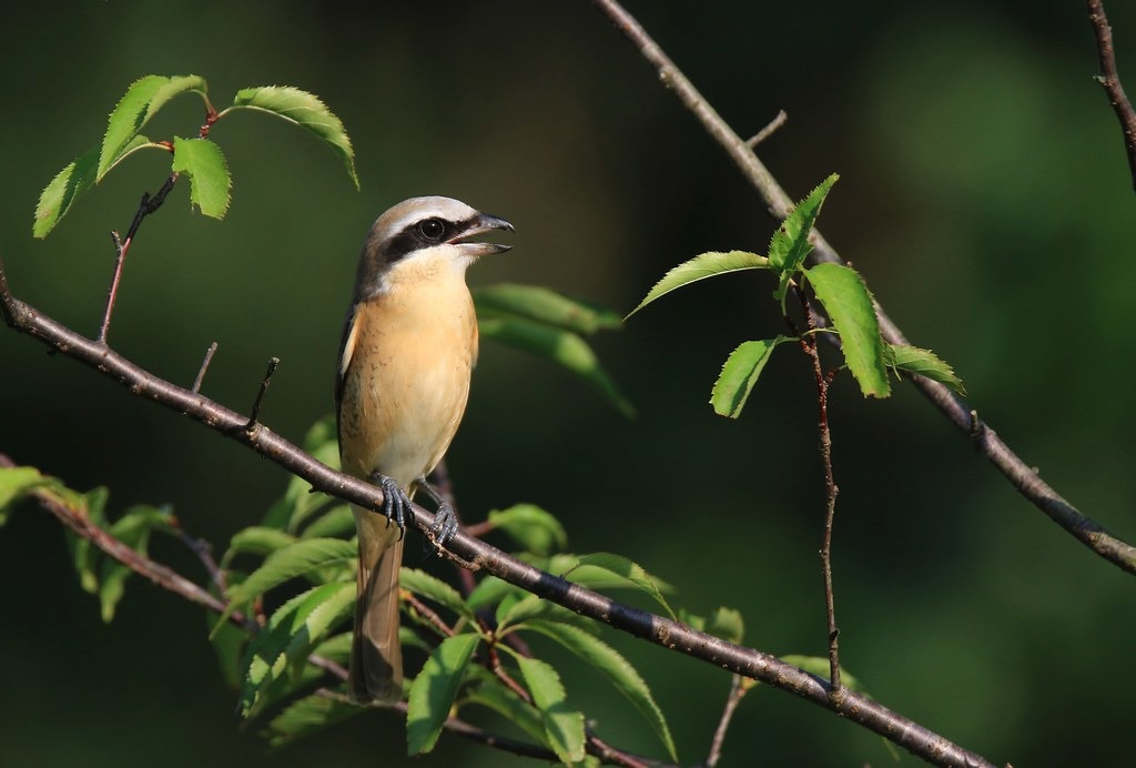 讓紅尾伯勞在樹上唱歌,而非設鳥仔踏獵捕。攝影:呂翊維