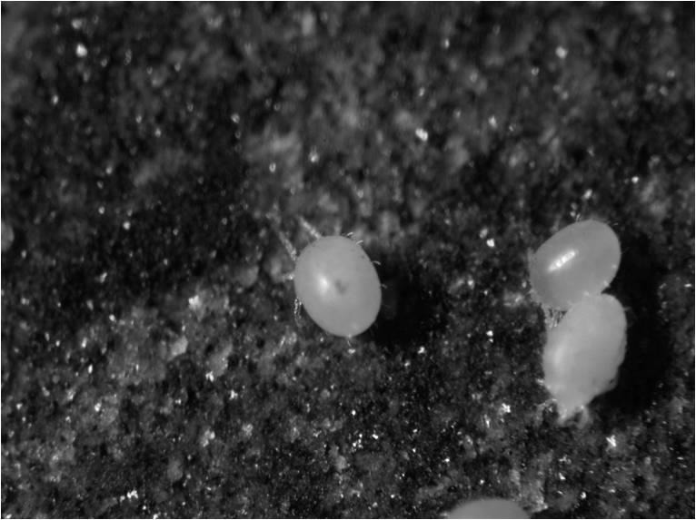 恙蟲（吸飽體液後）。圖片提供：國立台灣師範大學