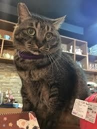 中途餐廳打造溫馨舒適的活動空間,除非必要才會關籠。臺灣咪可思關懷流浪動物協會 /提供