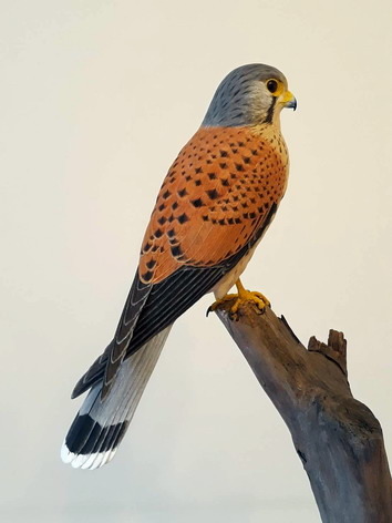 紅隼_李宜融_臺灣。文化部/提供