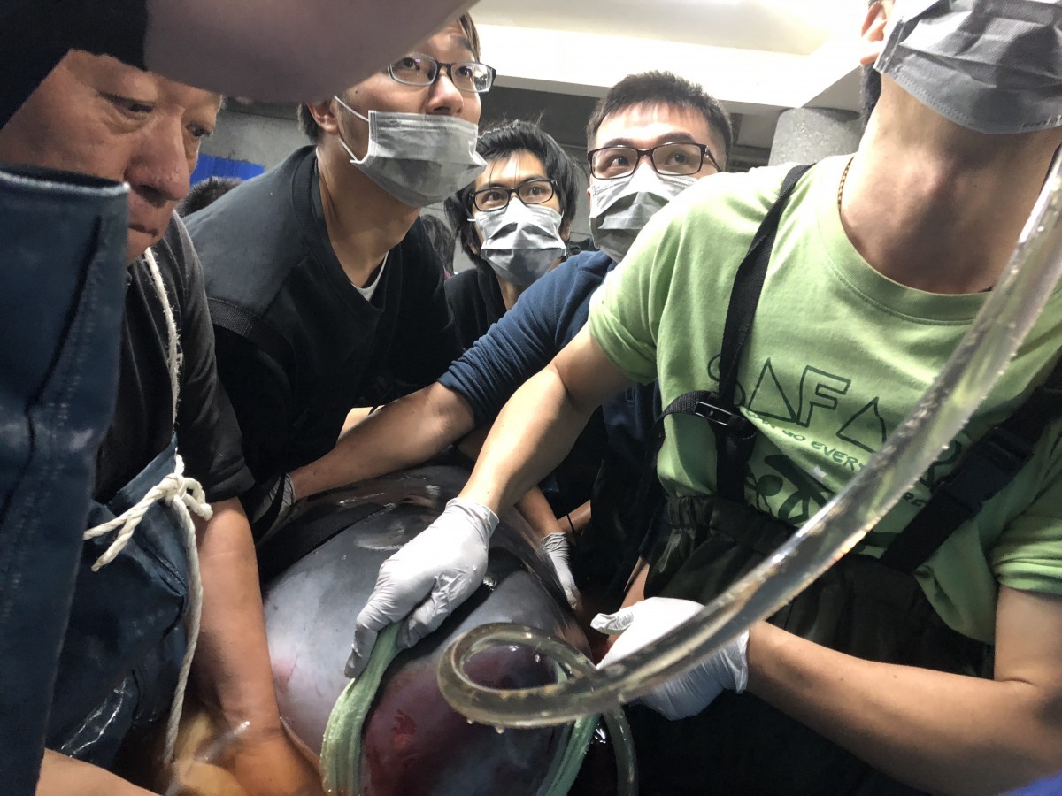 大家合力抱住小抹香鯨,為牠灌食及吃藥(抗生素)。北市關渡國小/提供