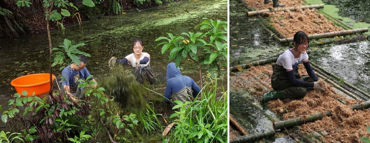 木柵公園萃湖志工余雅倩進行棲地維護工作。台北市公園處/提供