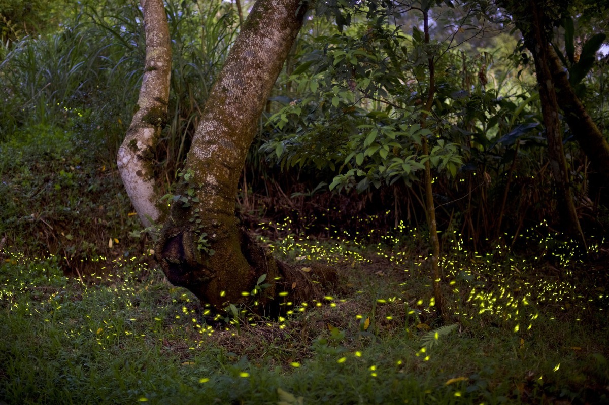 平林農場螢火蟲景觀。新北市農業局/提供