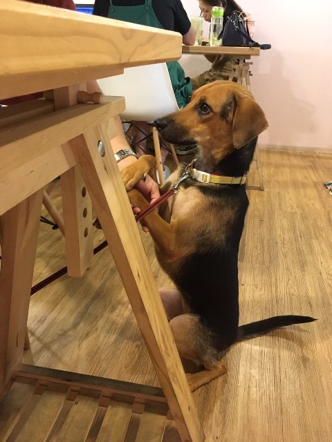 代養期幫助收容犬社會化、學規矩、學才藝。台中市動保處/提供