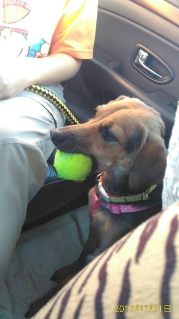 貳號：「撿球是我最愛的遊戲」。台中市動保處/提供