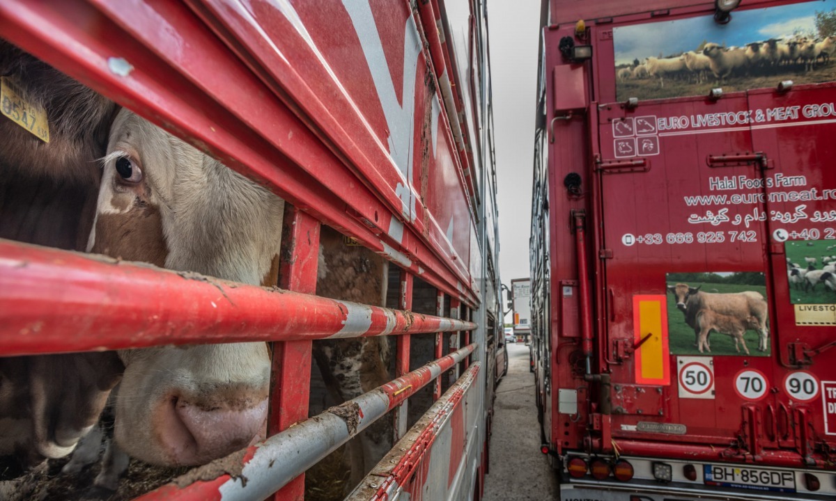 活體動物出口涉及了許多重要議題,但在肉類消費的相關討論中常常被忽略。   取自The Guardian(Photograph: Jo-Anne McArthur/Weanimals)