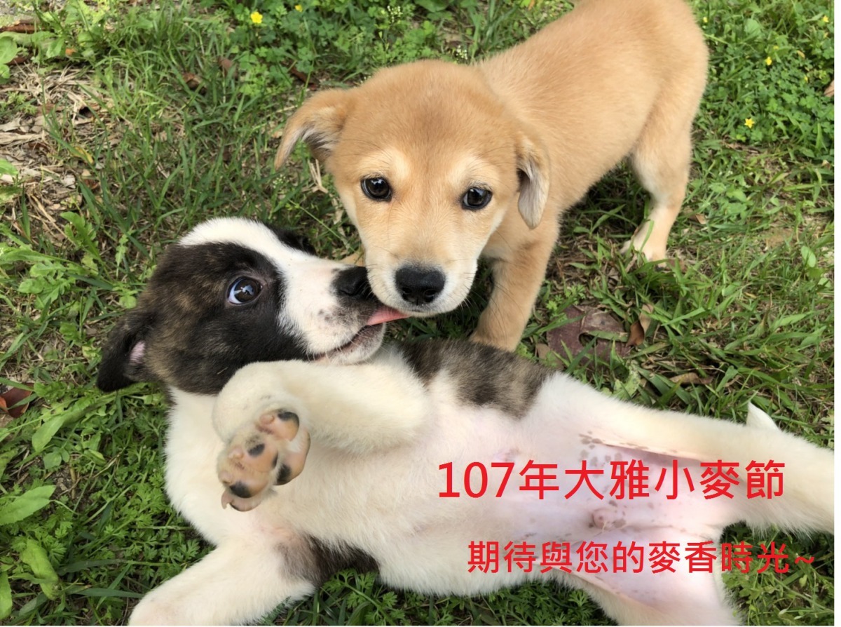 大雅小麥節邀民眾與毛小孩共度美好的麥香時光! 台中市動保處/提供