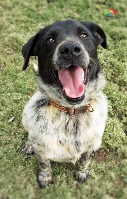 南屯園區培訓犬Puma將於現場與大家互動。台中市動保處/提供