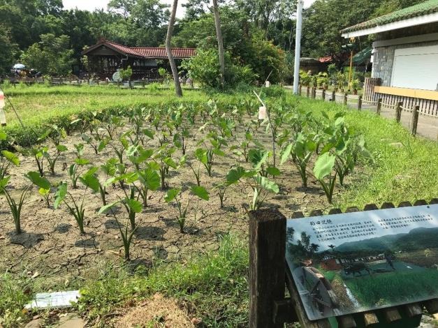開放體驗之芋頭園。臺北市立動物園/提供 李俊緯/攝
