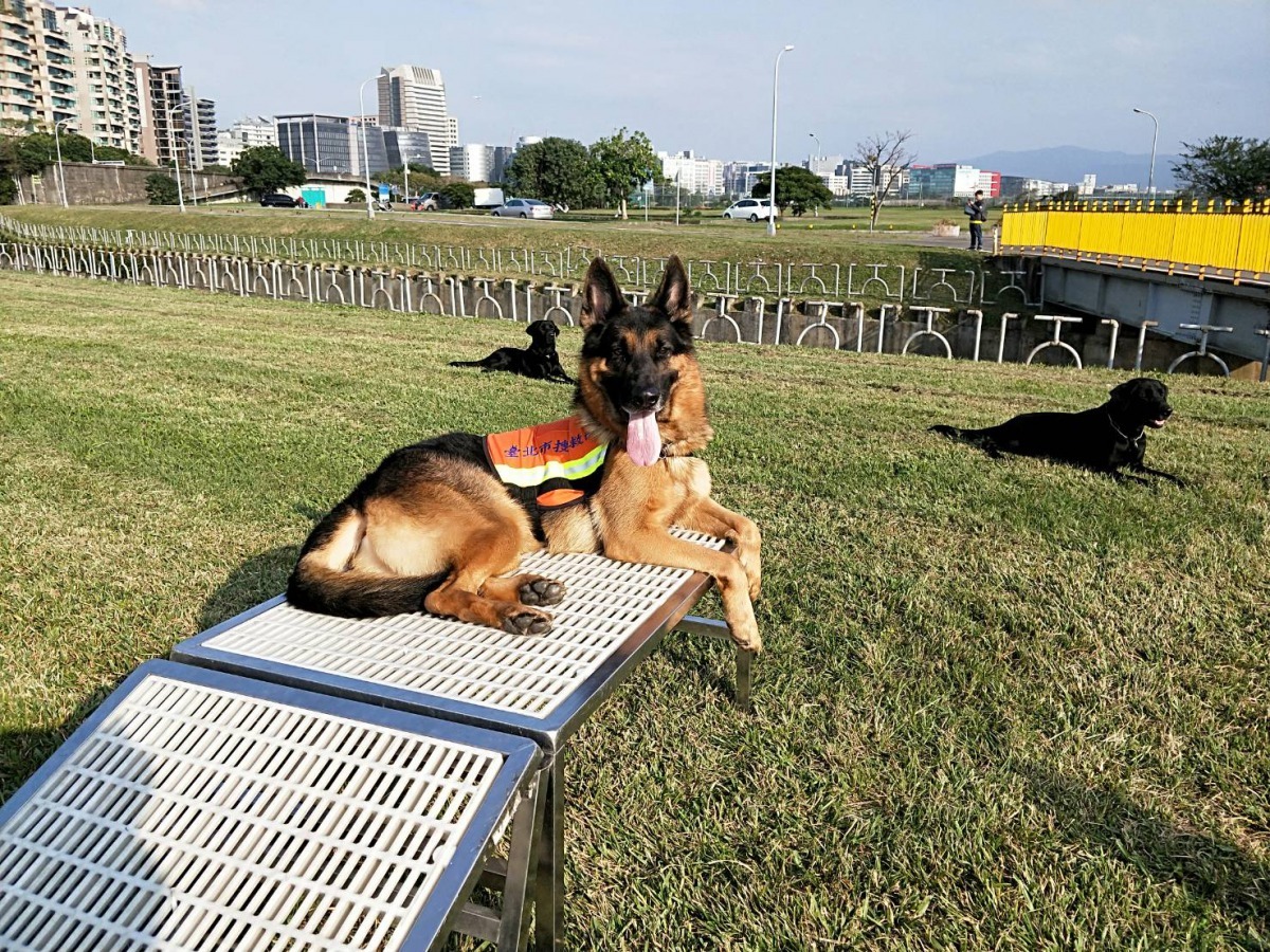 北市開放退役搜救犬予民間愛犬家庭寄養。臺北市消防局/提供