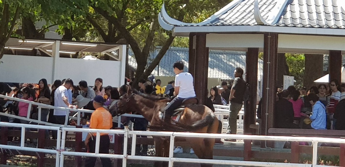 花博期間，后里馬場園區不僅可以看到真實的馬匹，還有親子馬術園地。李怡萱/攝