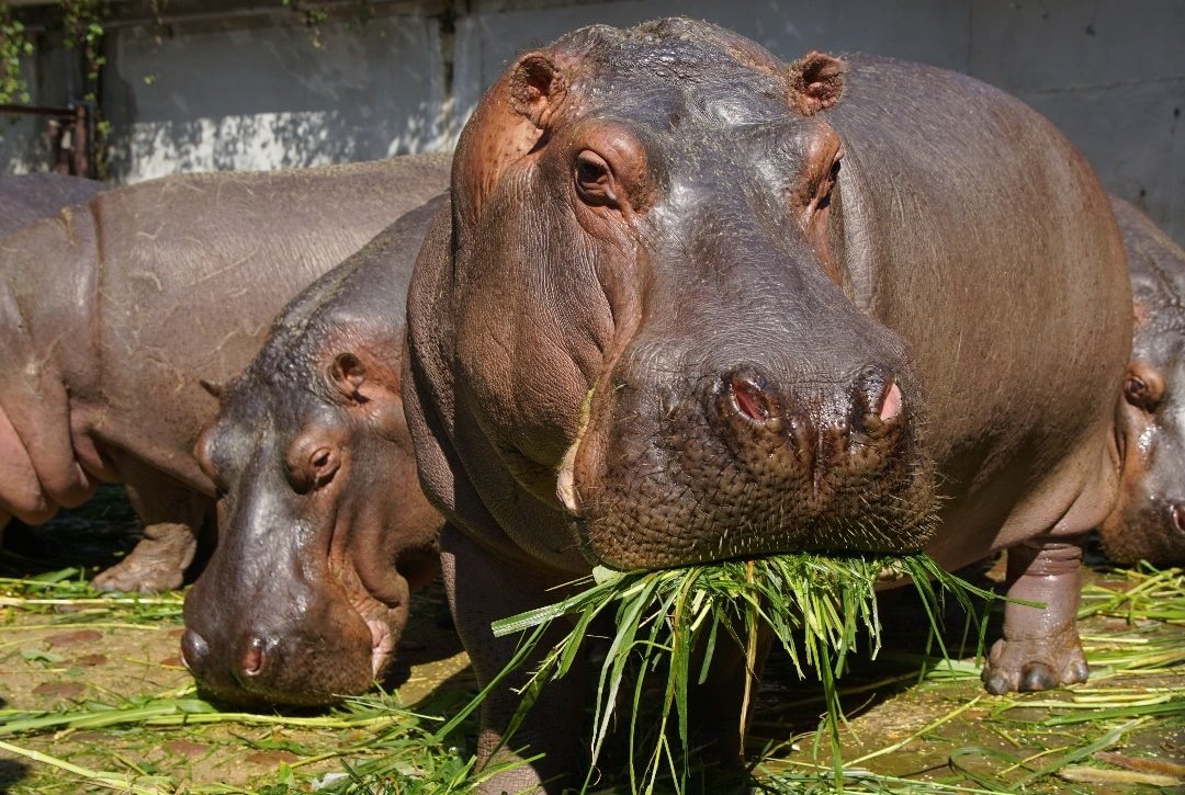 狼尾草餵食河馬。臺北市立動物園/提供 李俊緯/攝