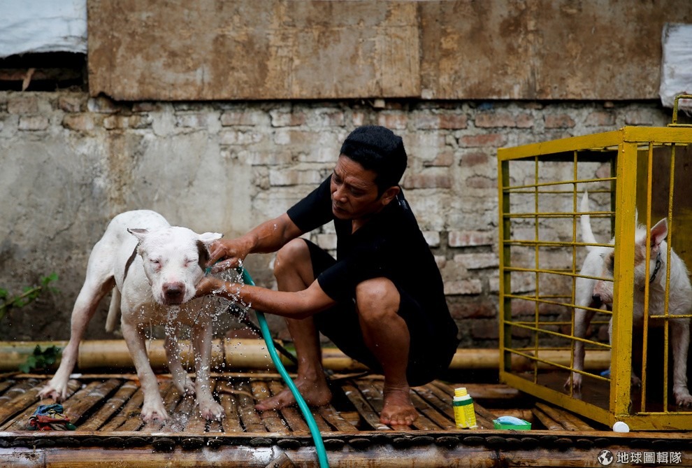 狗商阿布正在清理他的狗狗，準備把牠帶上競技場。 路透社