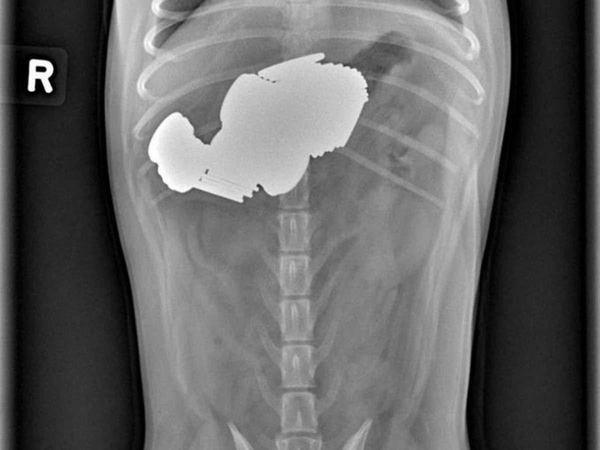 狗狗原來也是金幣收藏家，一吞就百多元美金了。（資料圖片）
