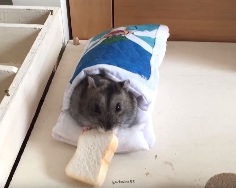 倉鼠也有自己的被鋪及麵包形狀的抱枕。（Youtube@yutako55）