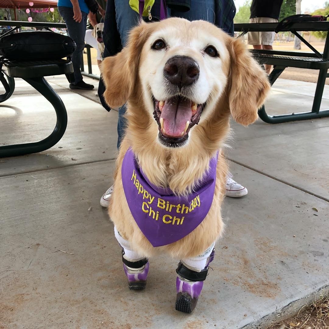 Chi Chi不但沒有記恨人類，反而加入了治療犬行列。（Instagram@chichirescuedog）