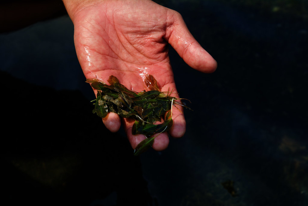 花生葉特寫。攝影:洪碩辰。