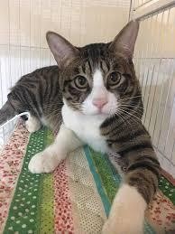 咪可思啾芭-貓中途寵物餐廳開幕迄今已中途69隻浪浪,成功送養42隻,評估過後節育原放6隻。臺灣咪可思關懷流浪動物協會 /提供