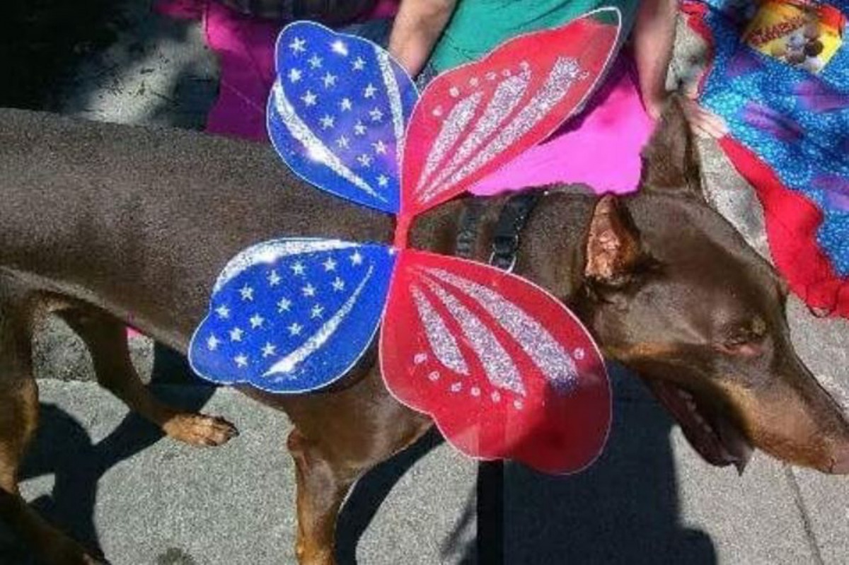 帶著玩具裝飾的Copper。（GoFundMe@JenniferJayne）