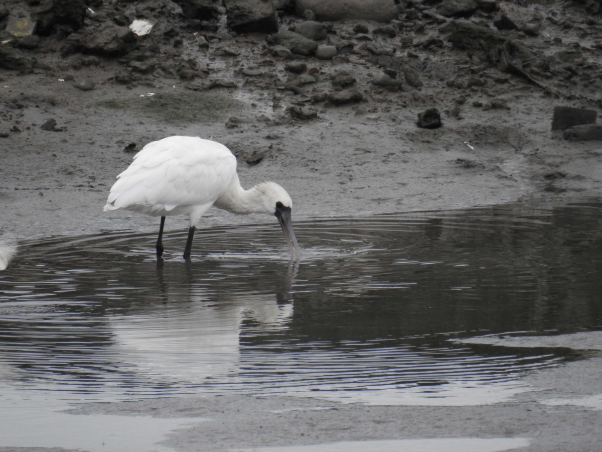 今年3月間，社子島濕地已有多次目擊到黑面琵鷺的紀錄。北市水利處/提供
