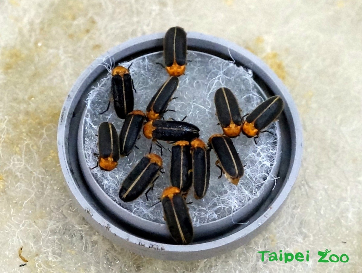 3-5月以成蟲現身的黃緣螢。台北市立動物園/提供