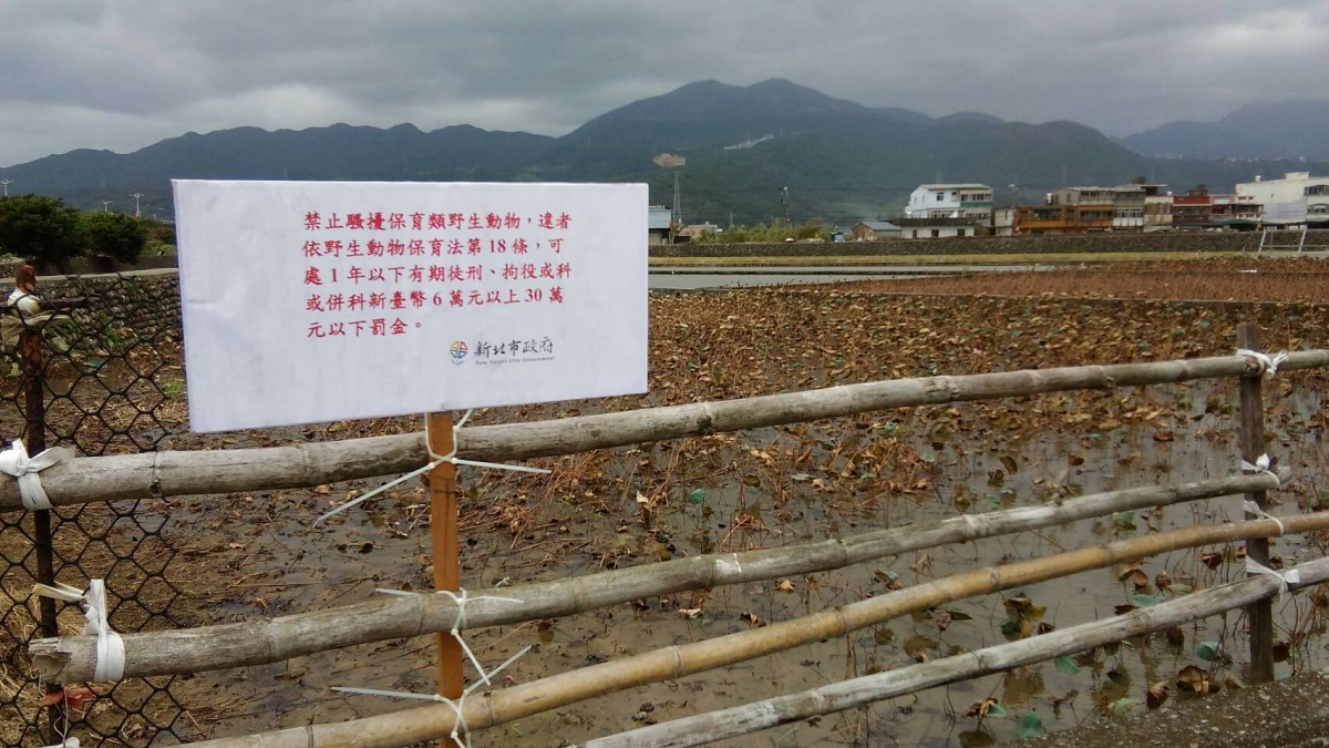 新北市動保處於現場設置禁止騷擾野生動物告示牌。新北市動保處/提供