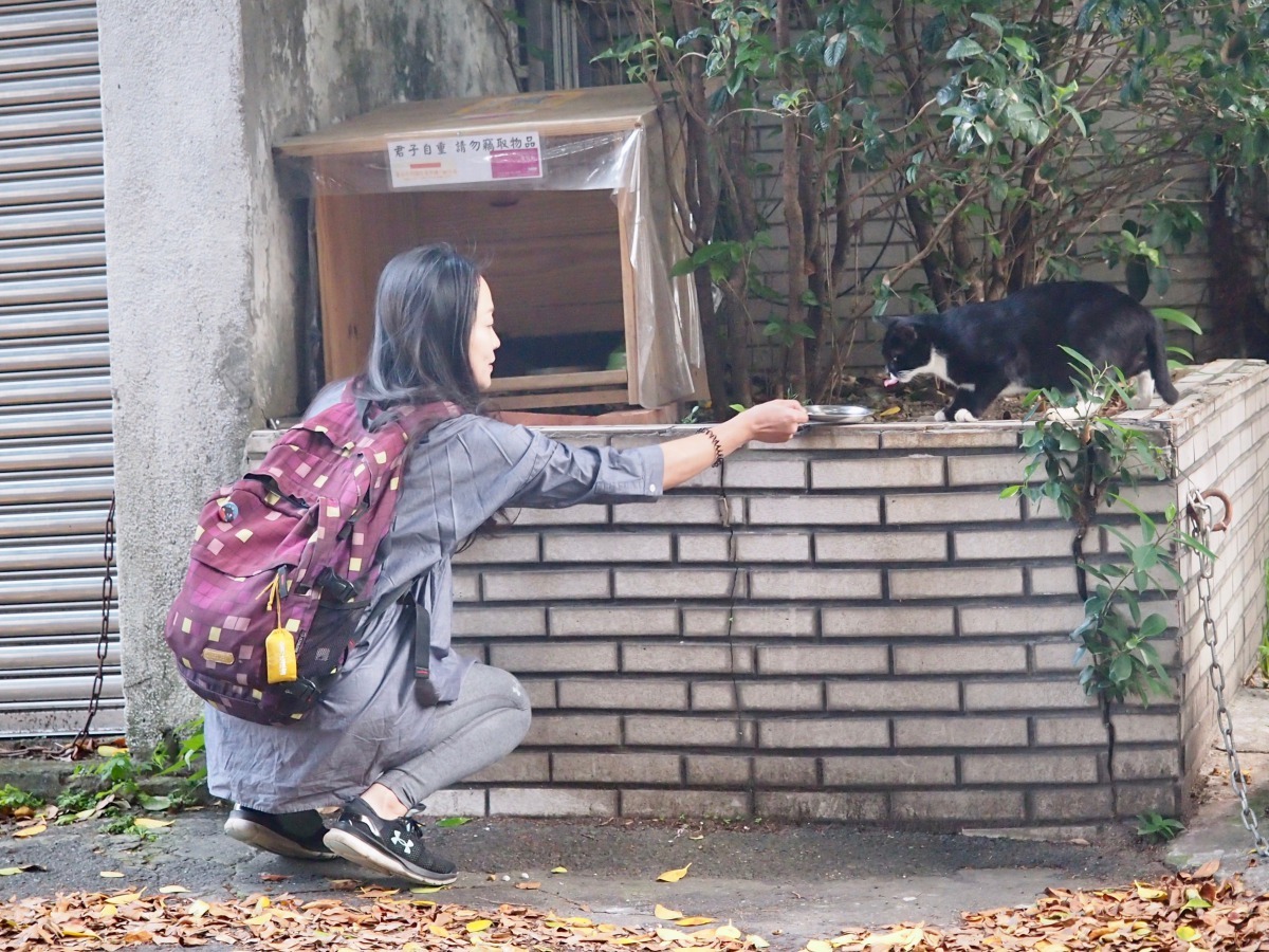 志工用食物引誘浪貓，鼓勵浪貓學會進餵食定點取食。（圖片／白宜君攝）