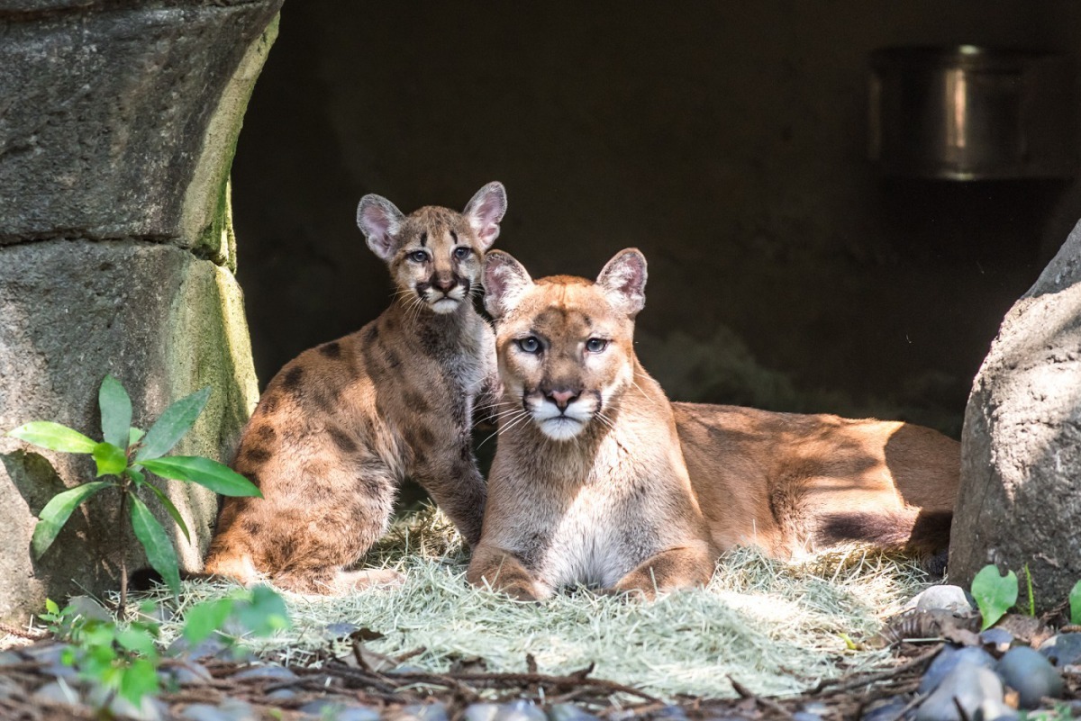 園方開始讓媽媽帶領小寶寶進入戶外活動場熟悉環境。台北市立動物園/提供