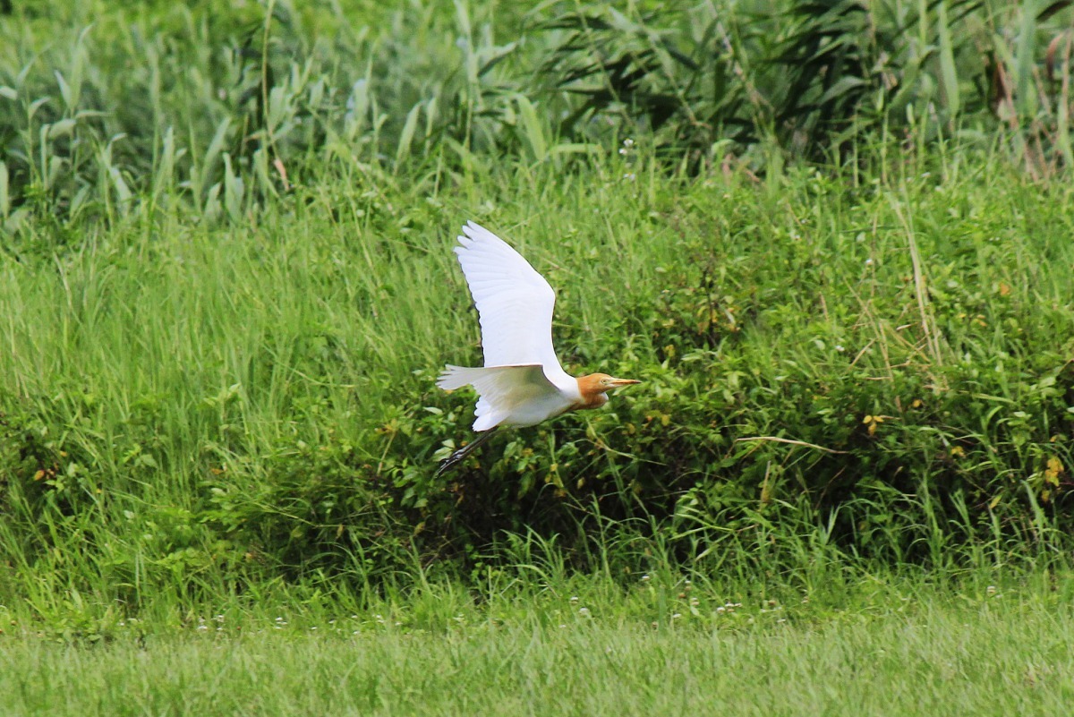 黃頭鷺俗稱「牛背鷺」。新北市政府水利局/提供