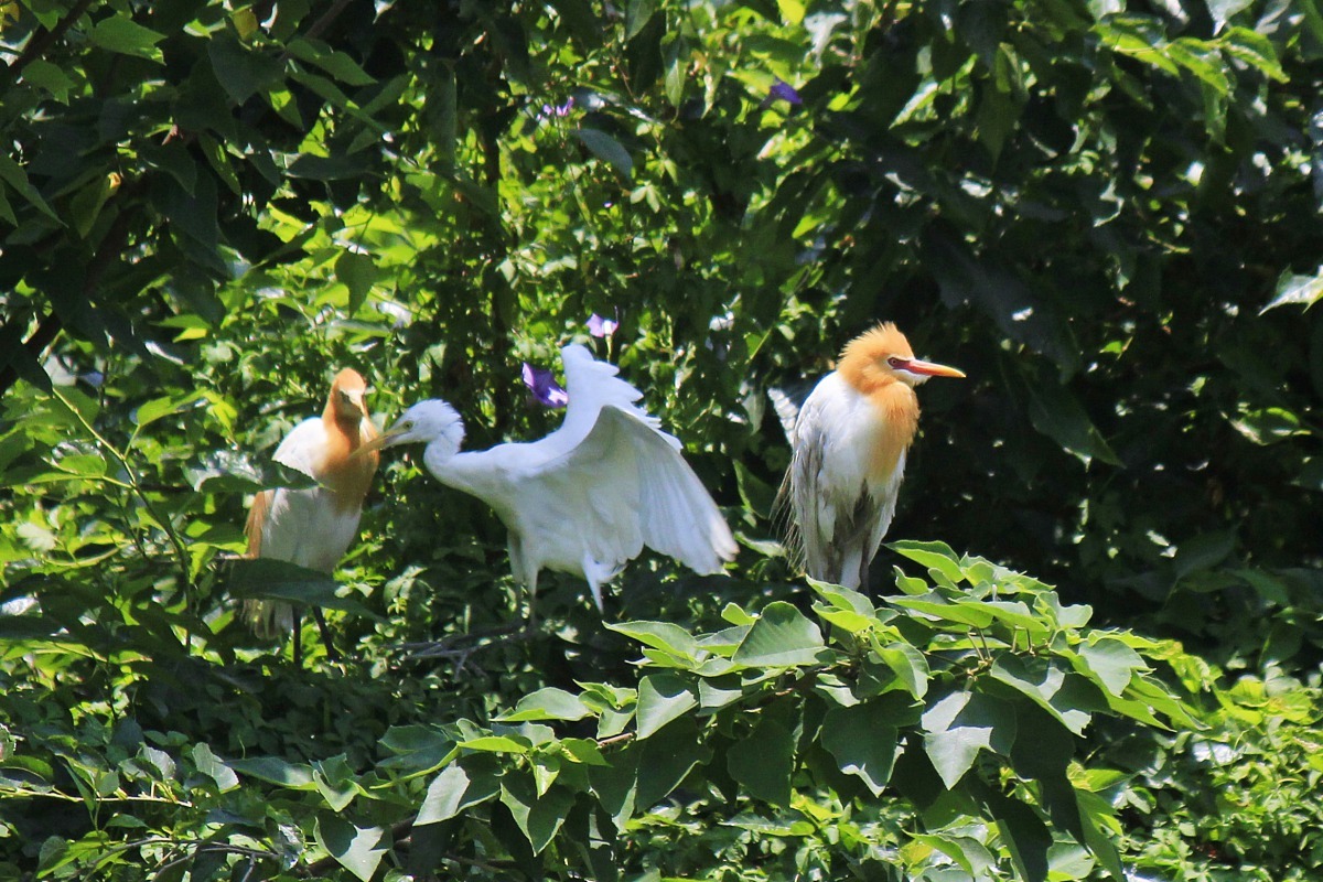 於春夏交接時節在大漢溪高灘地河濱公園與人工濕地常見的鷺鷥家族。新北市政府水利局/提供