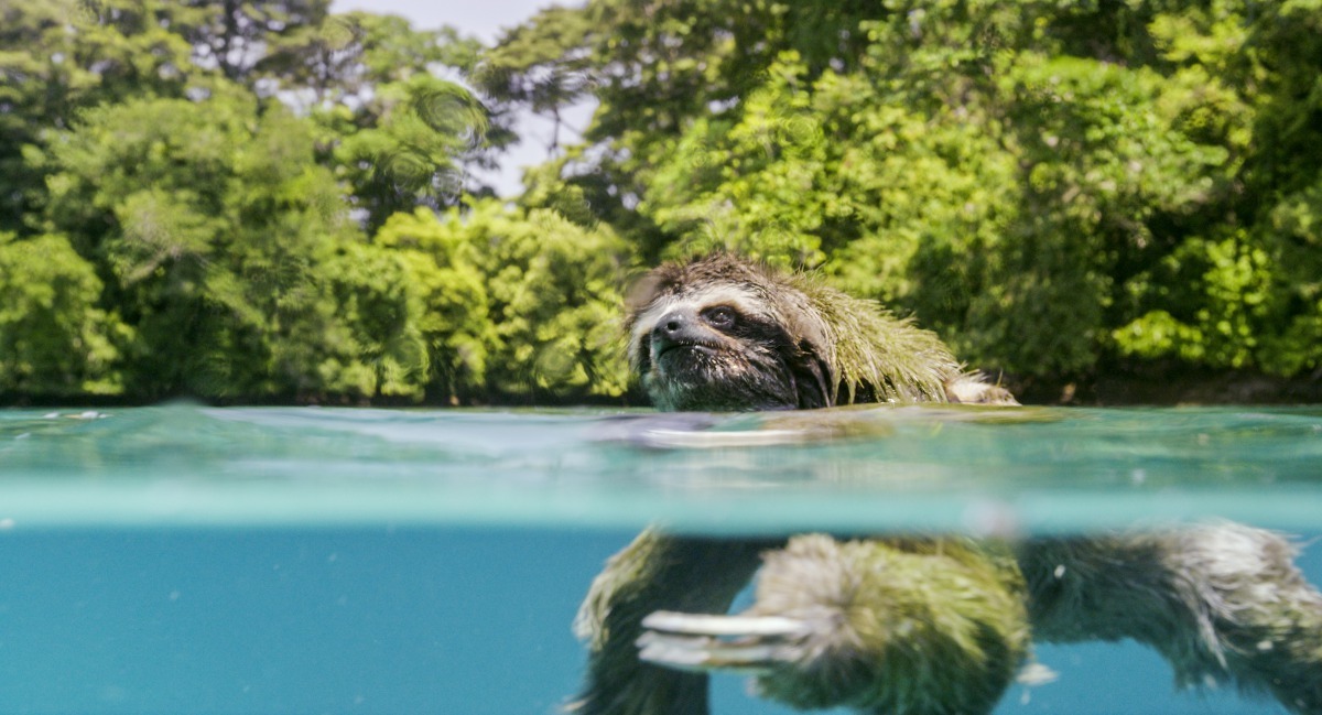 樹懶游泳。甲上娛樂/提供