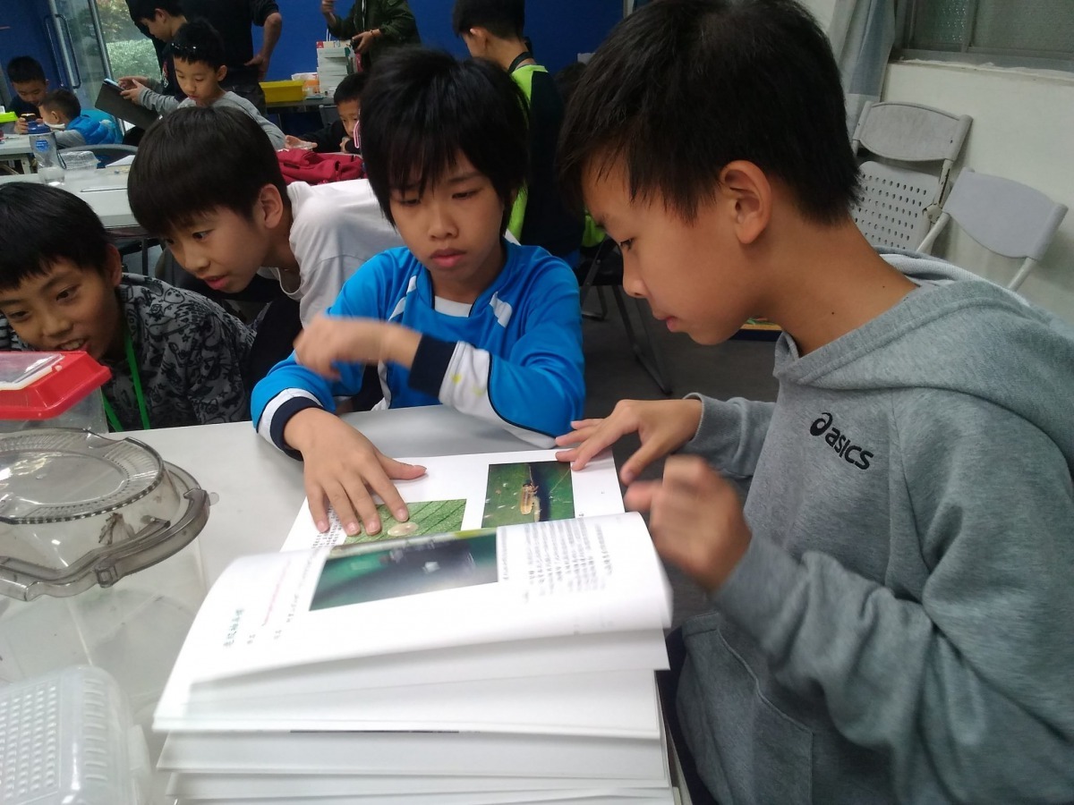 透過昆蟲知識解說、戶外觀察實作，以及昆蟲分類檢索表使實地操作等方式，讓孩子瞭解昆蟲的生態。臺北市教育局/提供