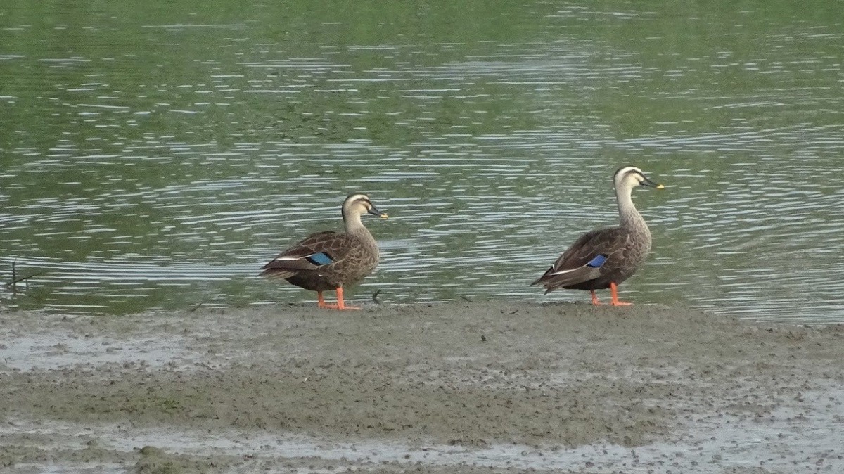 花嘴鴨有黃色的嘴尖跟漂亮的藍藍的羽毛。北市水利處/提供