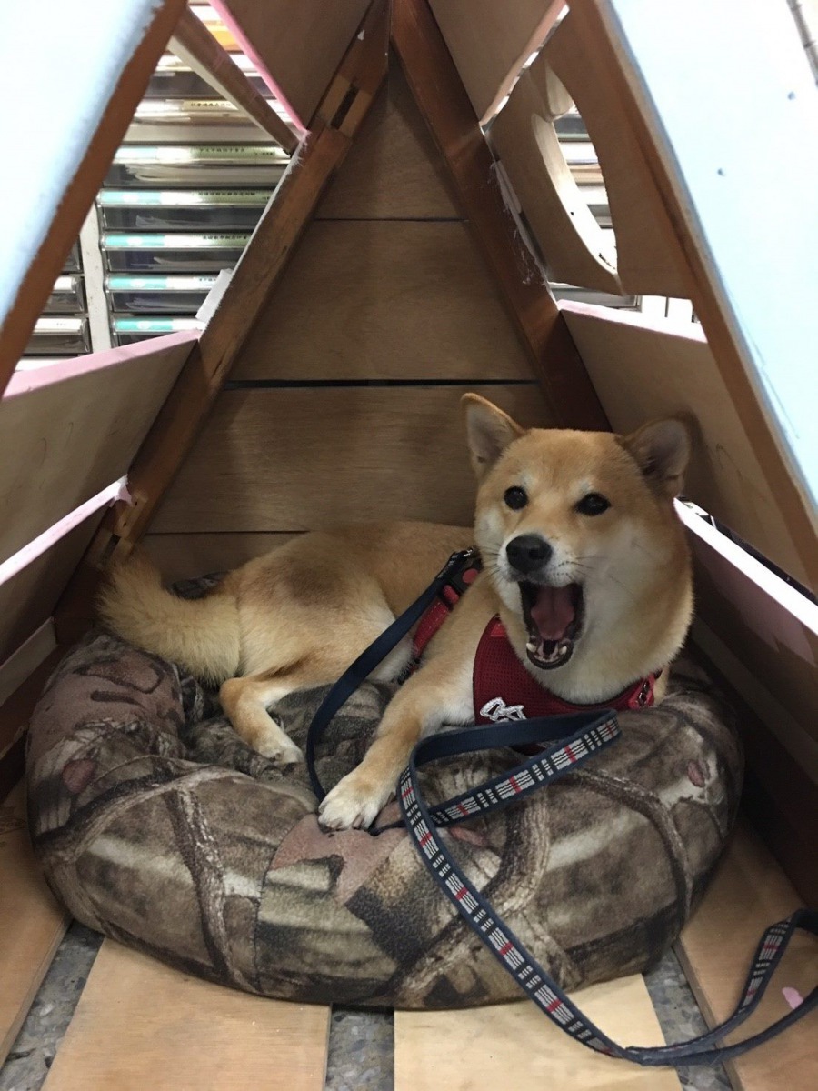 同學們為「哈嚕」打造的小木屋。台北市福安國中/提供