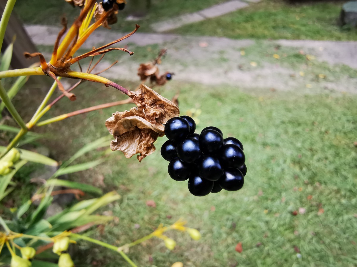 果實為蒴果、倒卵形，果期為9到10月，種子呈圓球形，黑紫色，具光澤。台北市政府/提供