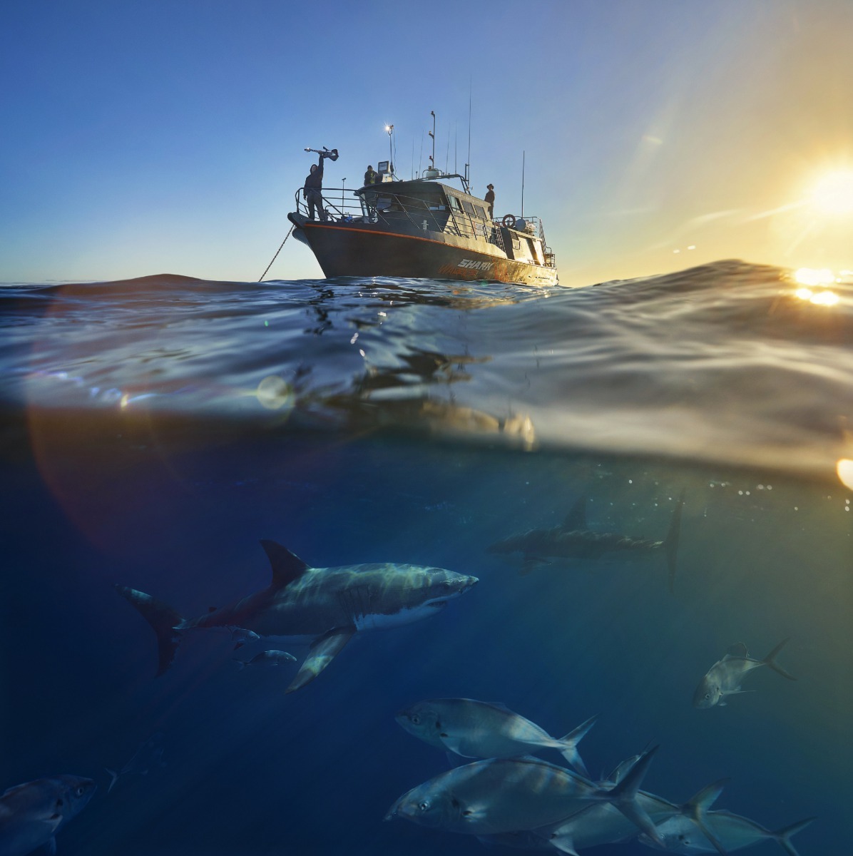 旅宿平台將推出「KISS為大白鯊而唱」動物體驗。主辦單位/提供