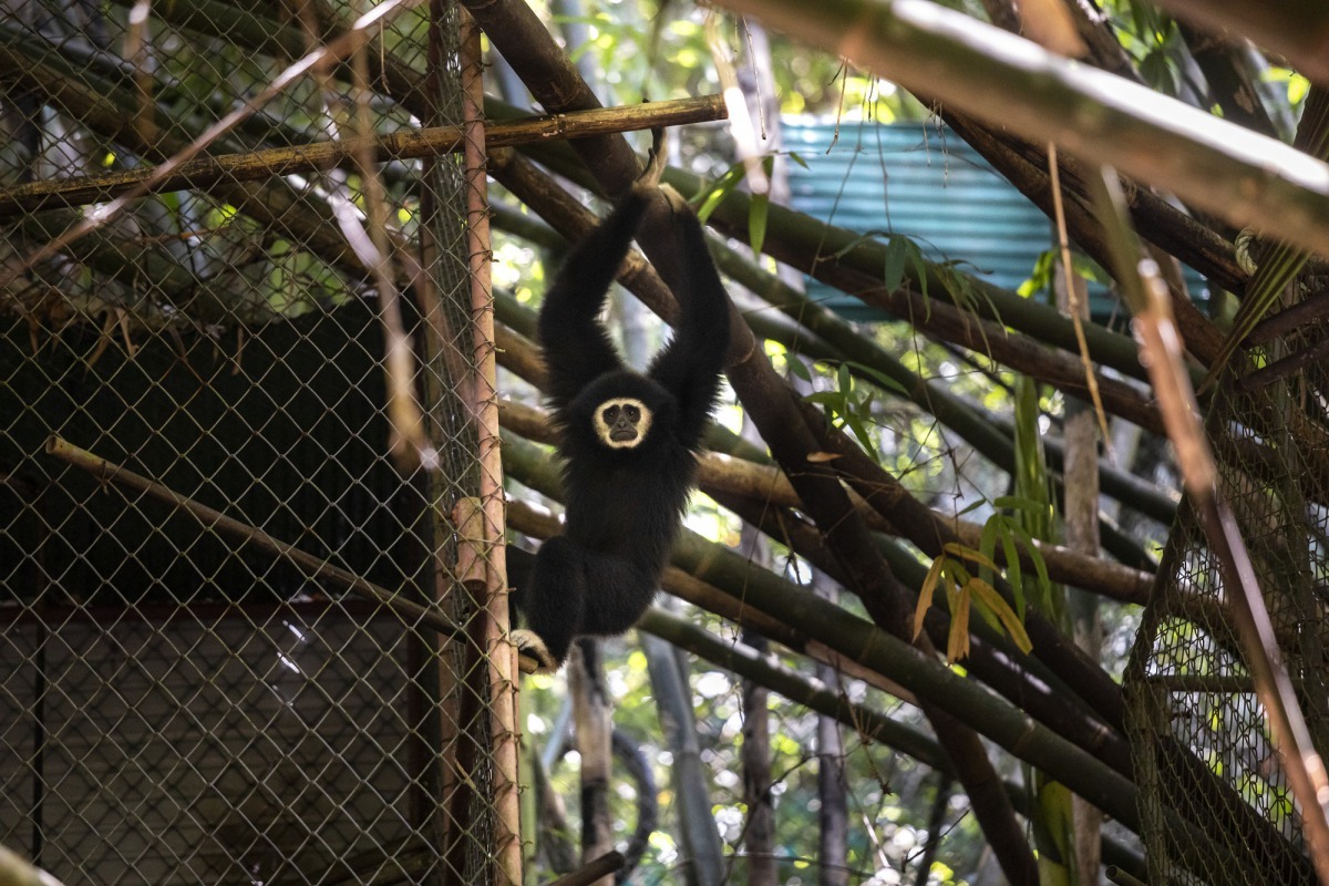 動物體驗系列~野放長臂猿研究助理。主辦單位/提供