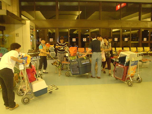 在桃園機場,救狗來德國。劉威良/提供