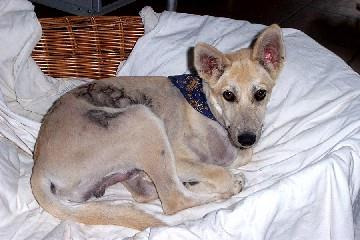 從台灣救來德國的狗,眼神仍然驚恐。劉威良/提供