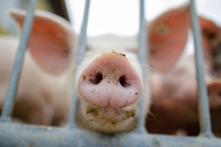 家畜養殖場的豬寶寶在沒有被麻醉的情況下，尾巴和睪丸被直接拔除。豬寶寶哭叫，血流不止，弱小的身軀因疼痛抽動，痛苦不安。來源:Teen Vogue