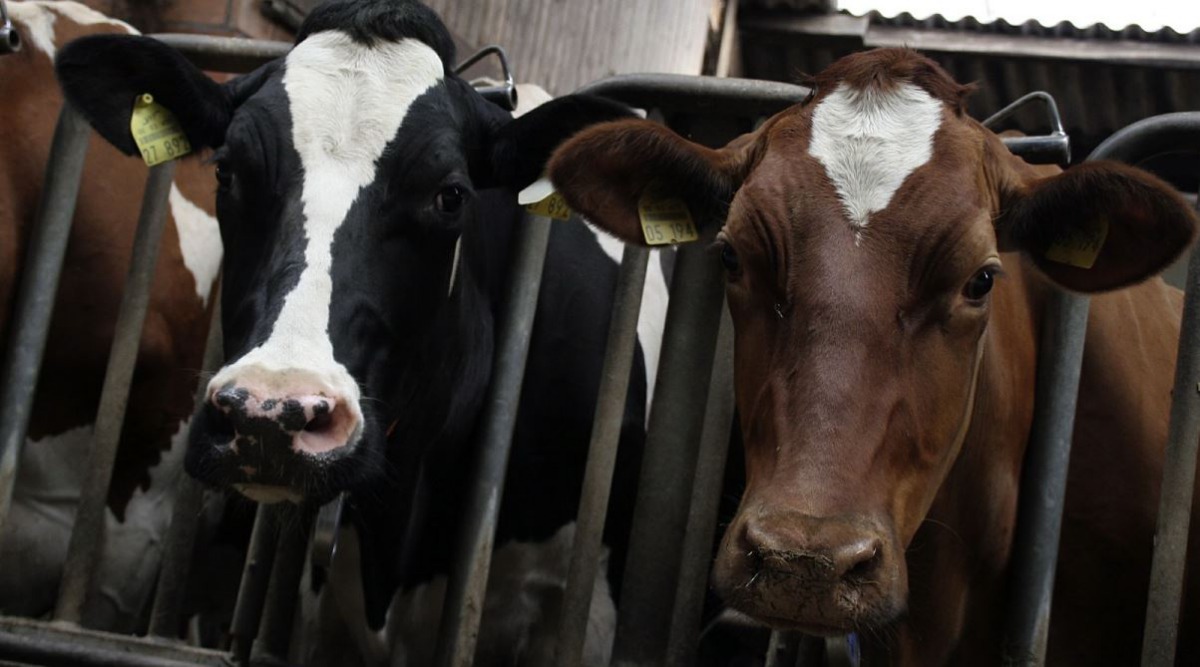 我們都有能力終止，動物受到痛苦的輪迴。幫助減少家畜的需求量，讓更多的動物免於受苦的命運。下次坐在餐桌上時，你所做的選擇，就是可以一點一滴改變世界的力量。來源:Pixabay