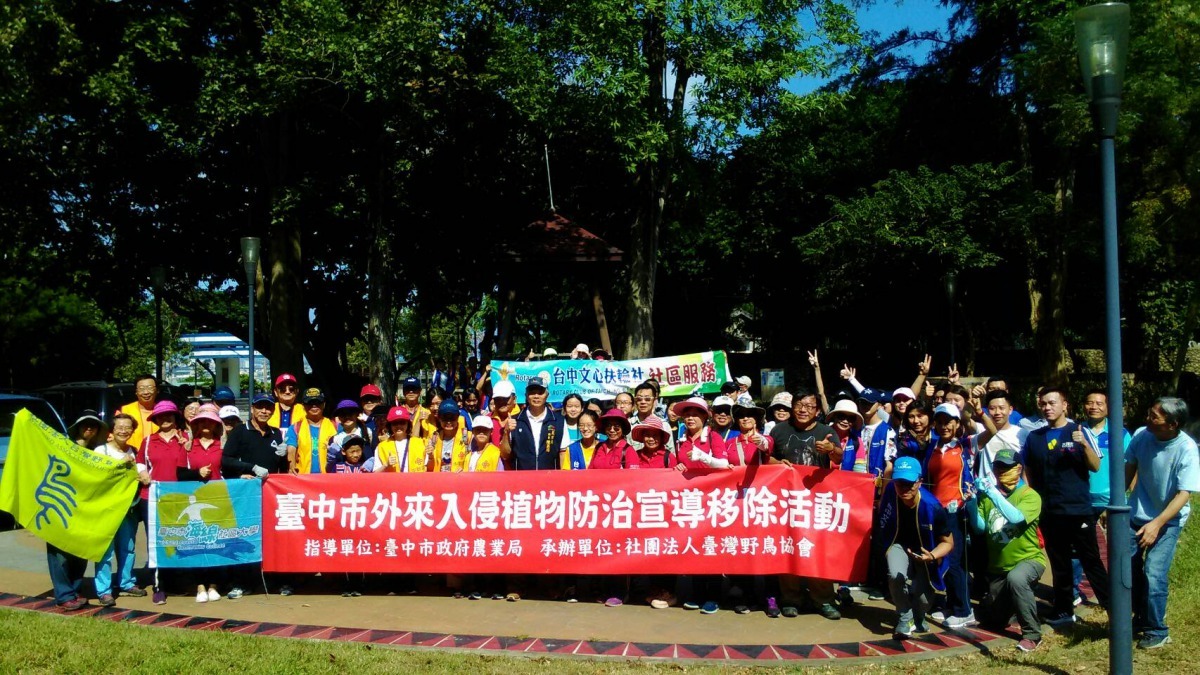 防除小花蔓澤蘭「拔淨裝袋最妥當、人工拔除最有效、每年9月開花前拔除最省事」三招即可見效。台中市政府/提供