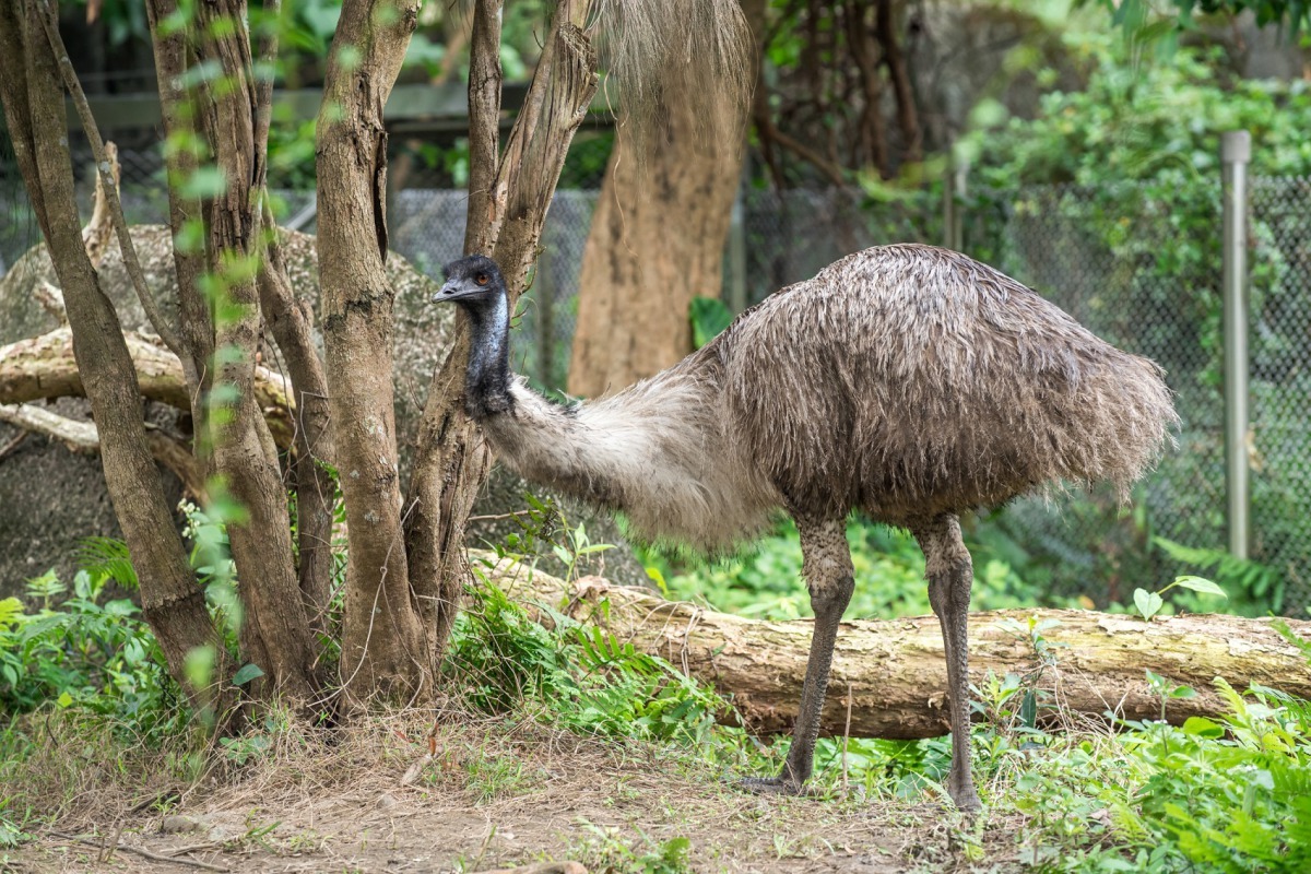 鴯鶓是世界上僅次於鴕鳥的第二大鳥類。台北市立動物園/提供