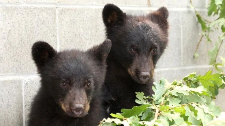 加拿大卑詩省前保育官員卡薩萬特（Bryce Casavant）認為，殺死野生動物並不總是萬不得已，圖為他2015年拒絕射殺的兩隻8週大小熊。   取自CBC.ca