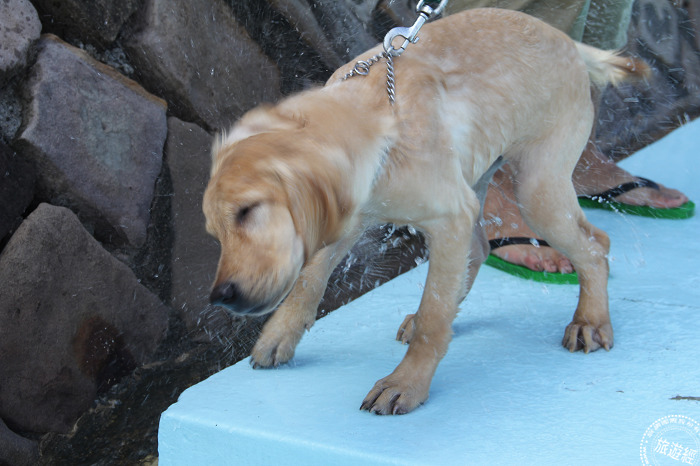萌警犬福星上岸甩水，模樣逗趣可愛。雨林/翻攝