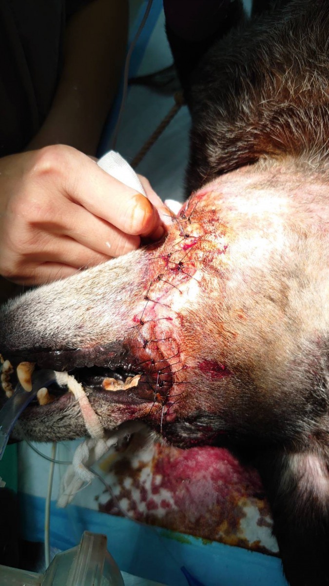 麻醉切除壞死區後縫合。APA/提供